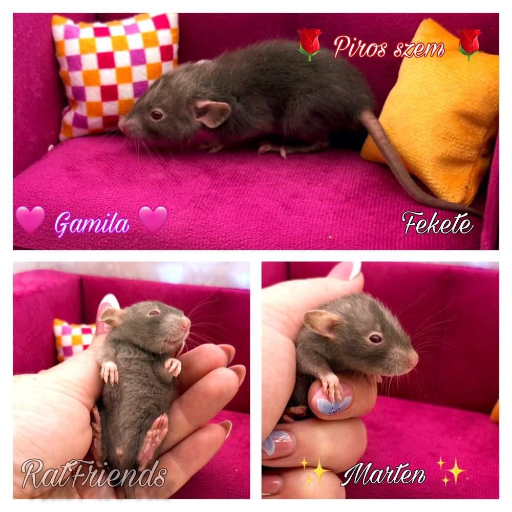 Fancy rat Available for rehoming Rattus norvegicus 