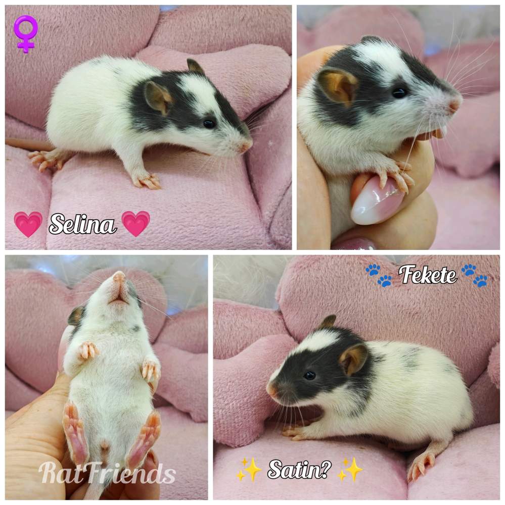Fancy rat Breeder Rattus norvegicus 