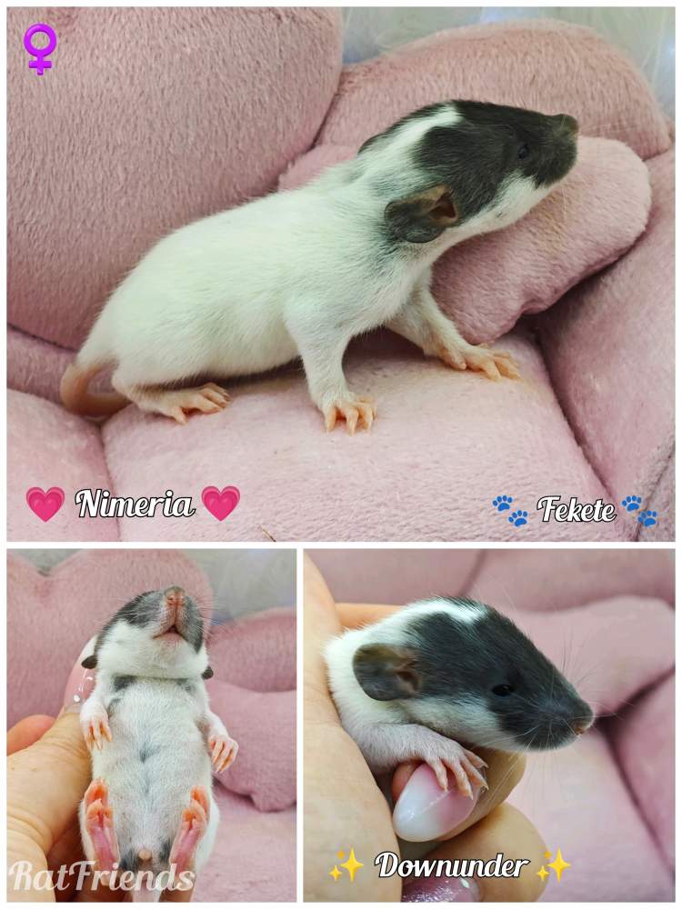 Fancy rat Owned by other Rattus norvegicus 