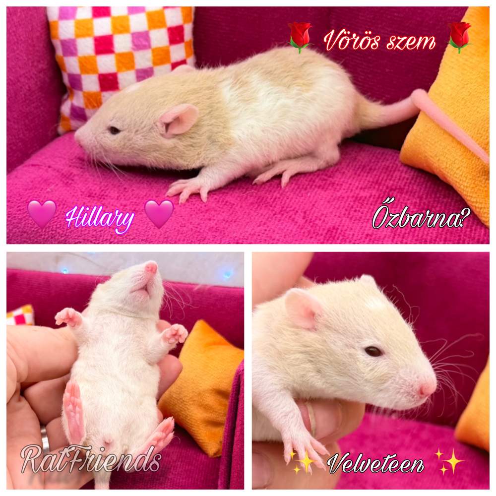 Fancy rat Breeder Rattus norvegicus 