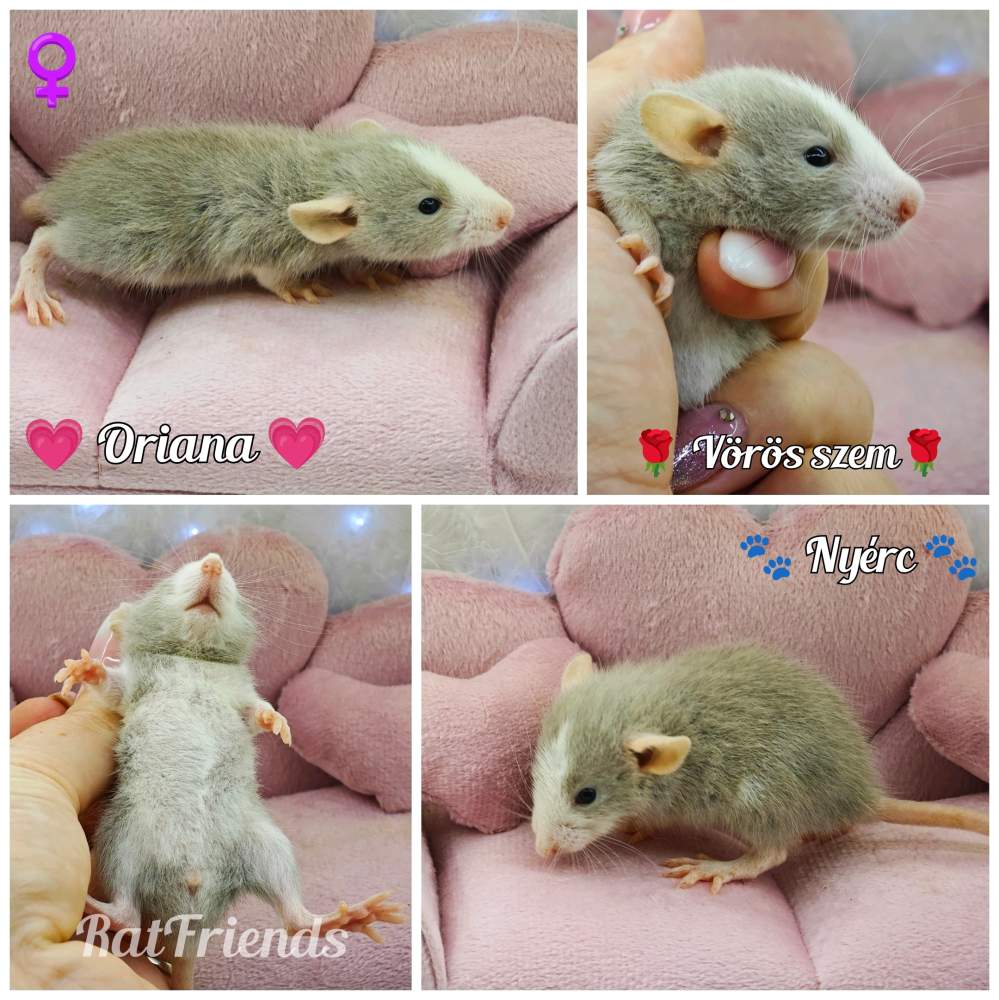 Fancy rat Available for rehoming Rattus norvegicus 