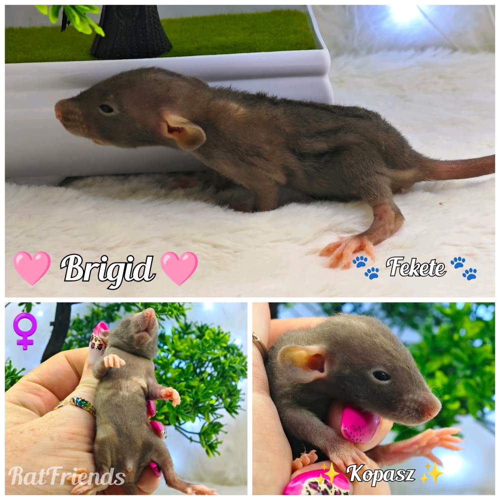 Fancy rat Available for rehoming Rattus norvegicus 