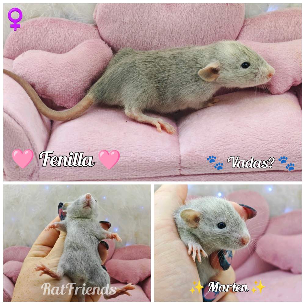 Fancy rat Breeder Rattus norvegicus 
