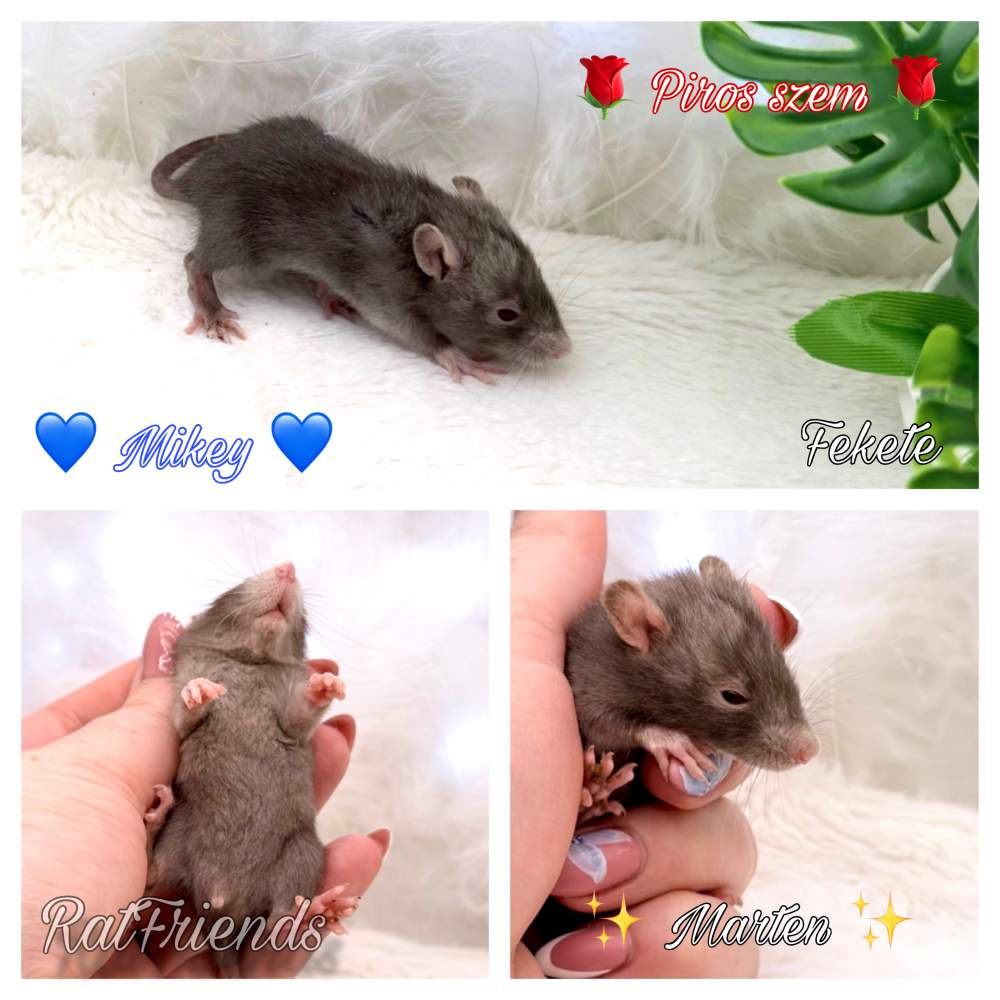Fancy rat Available for rehoming Rattus norvegicus 