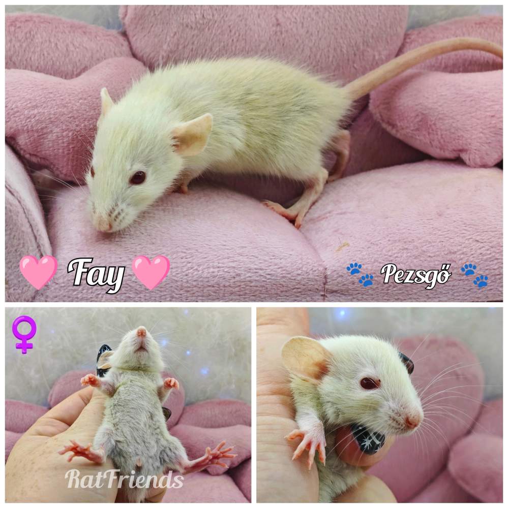 Fancy rat Available for rehoming Rattus norvegicus 