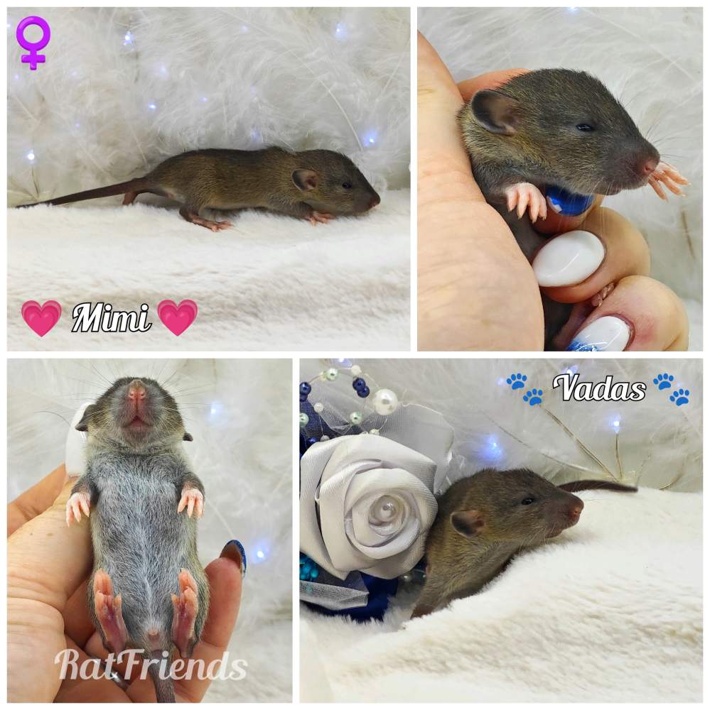 Fancy rat Owned by other Rattus norvegicus 