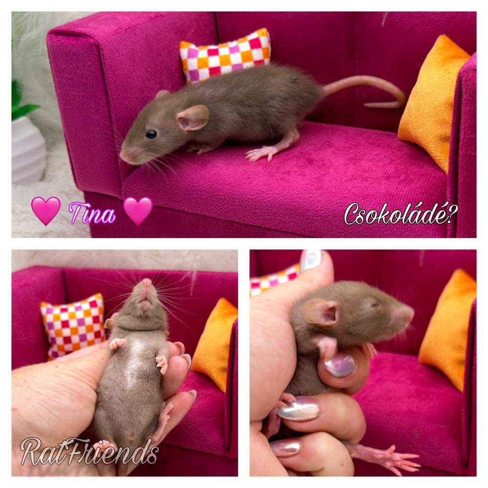 Fancy rat Breeder Rattus norvegicus 