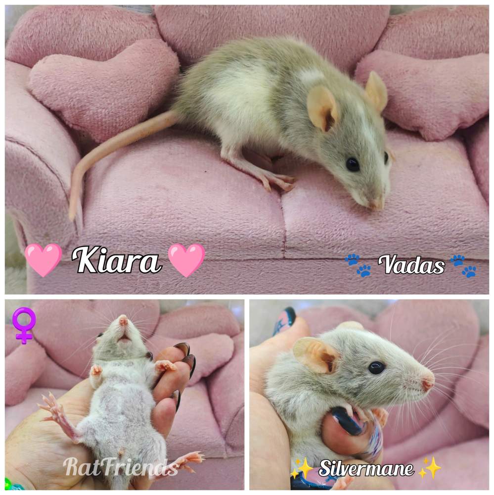 Fancy rat Available for rehoming Rattus norvegicus 