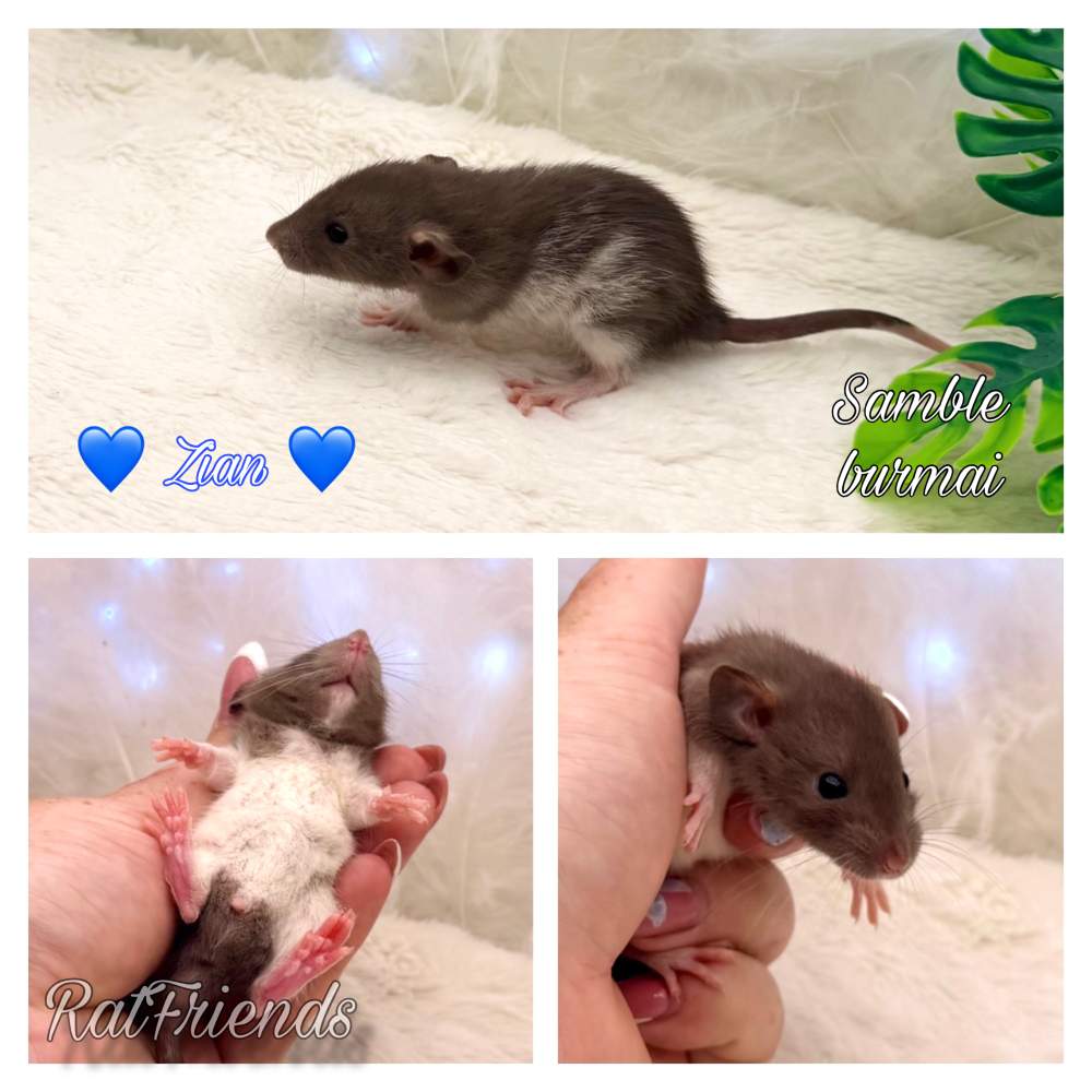 Fancy rat Available for rehoming Rattus norvegicus 
