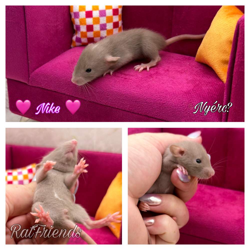 Fancy rat Available for rehoming Rattus norvegicus 