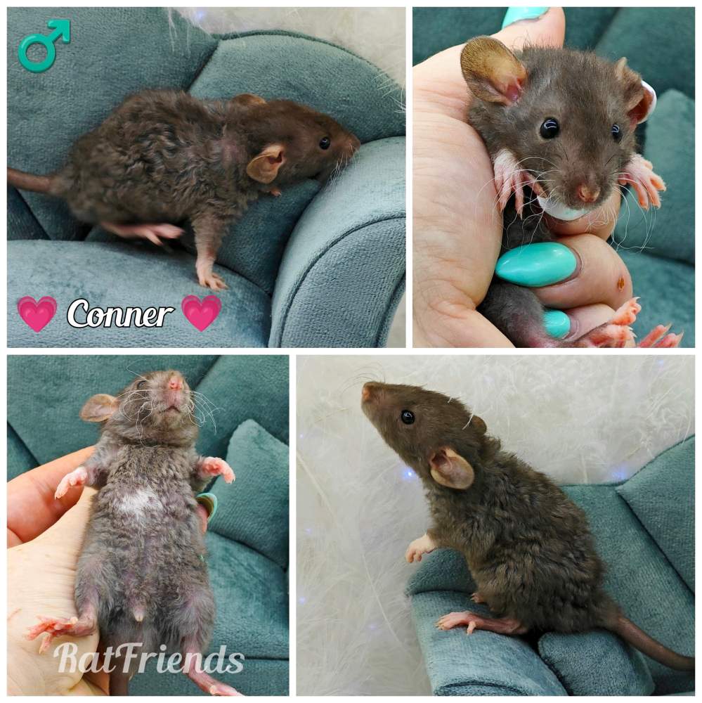 Fancy rat Owned by other Rattus norvegicus 