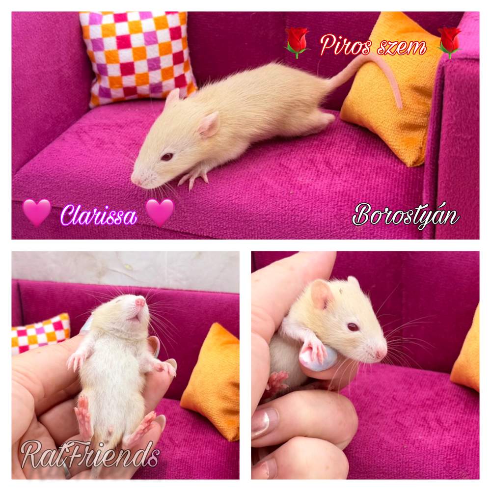 Fancy rat Available for rehoming Rattus norvegicus 