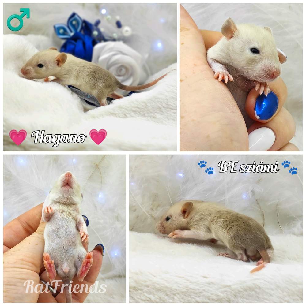 Fancy rat Owned by other Rattus norvegicus 