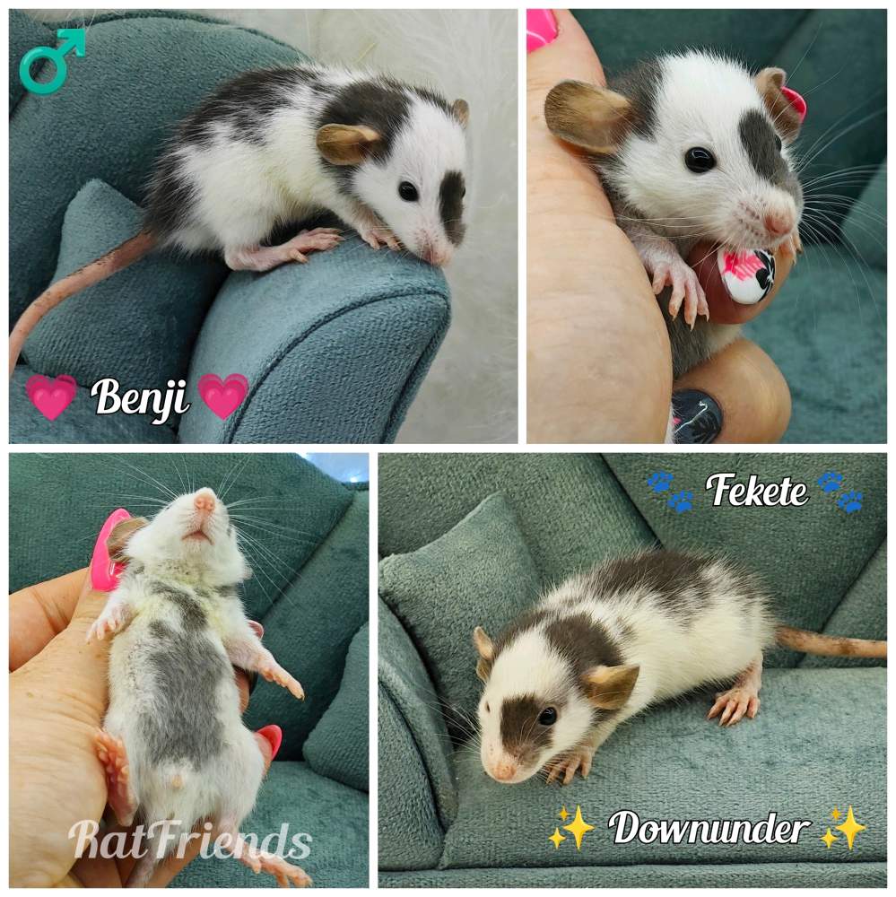 Fancy rat Available for rehoming Rattus norvegicus 