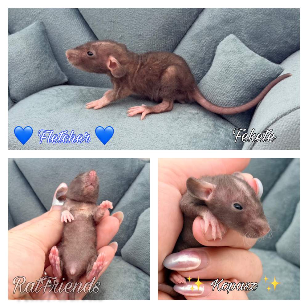 Fancy rat Breeder Rattus norvegicus 