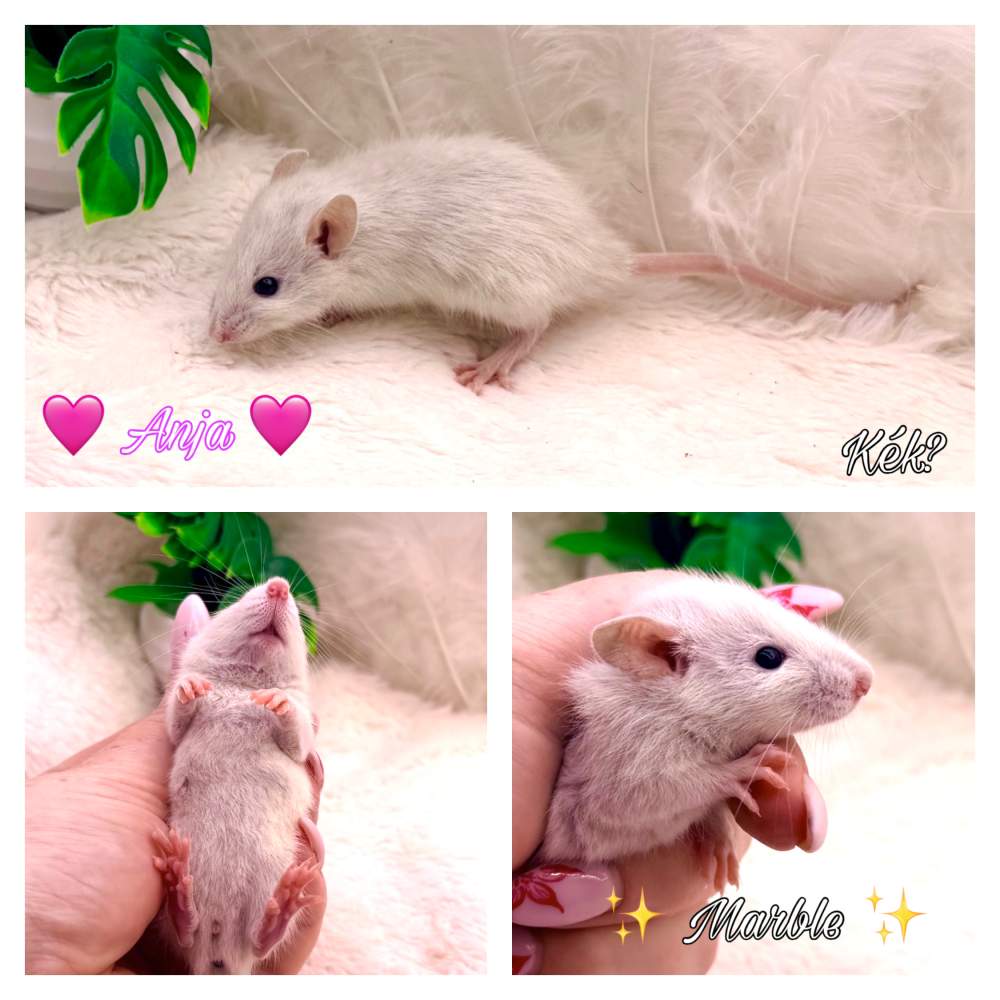 Fancy rat Breeder Rattus norvegicus 