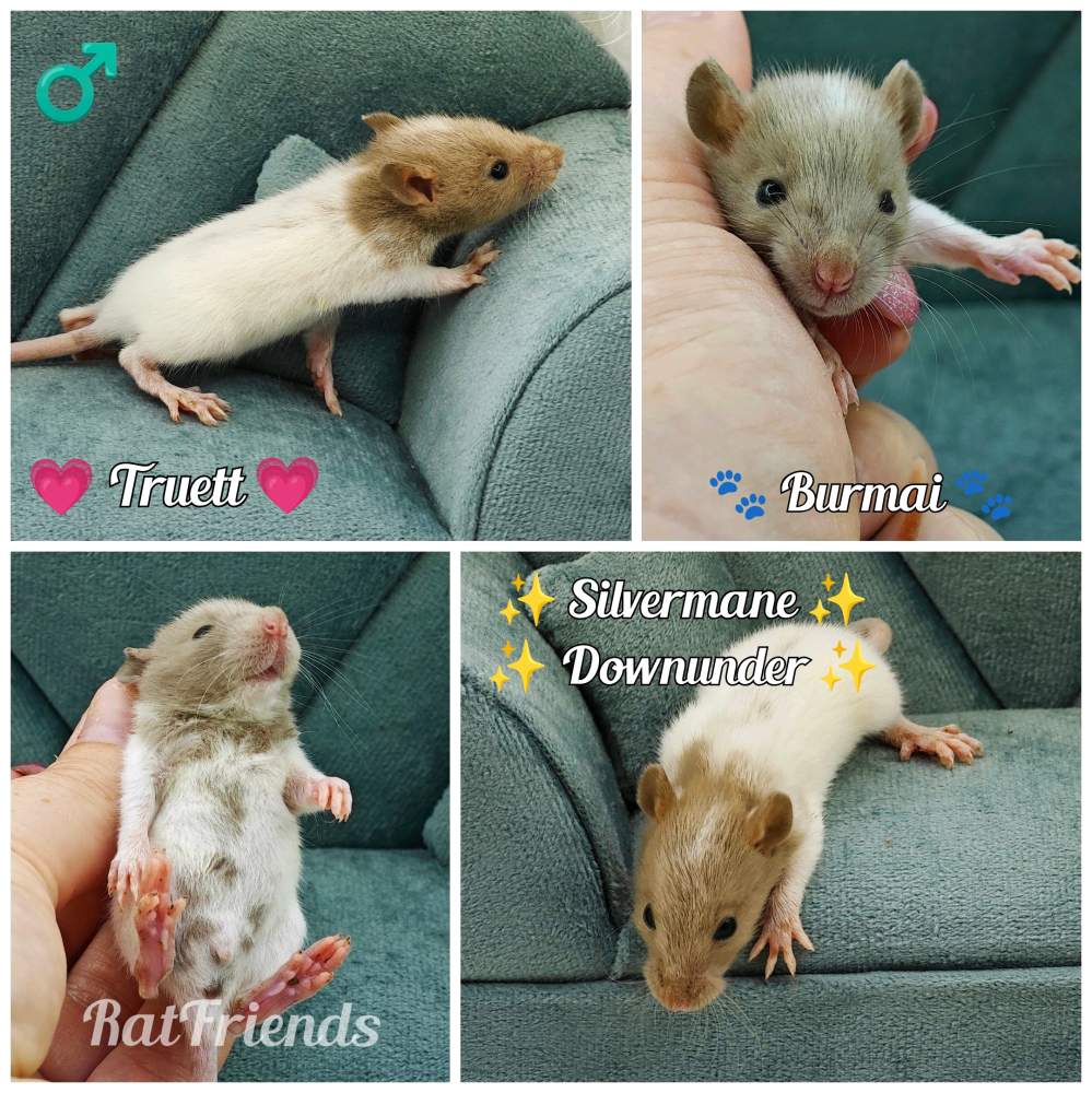 Fancy rat Breeder Rattus norvegicus 