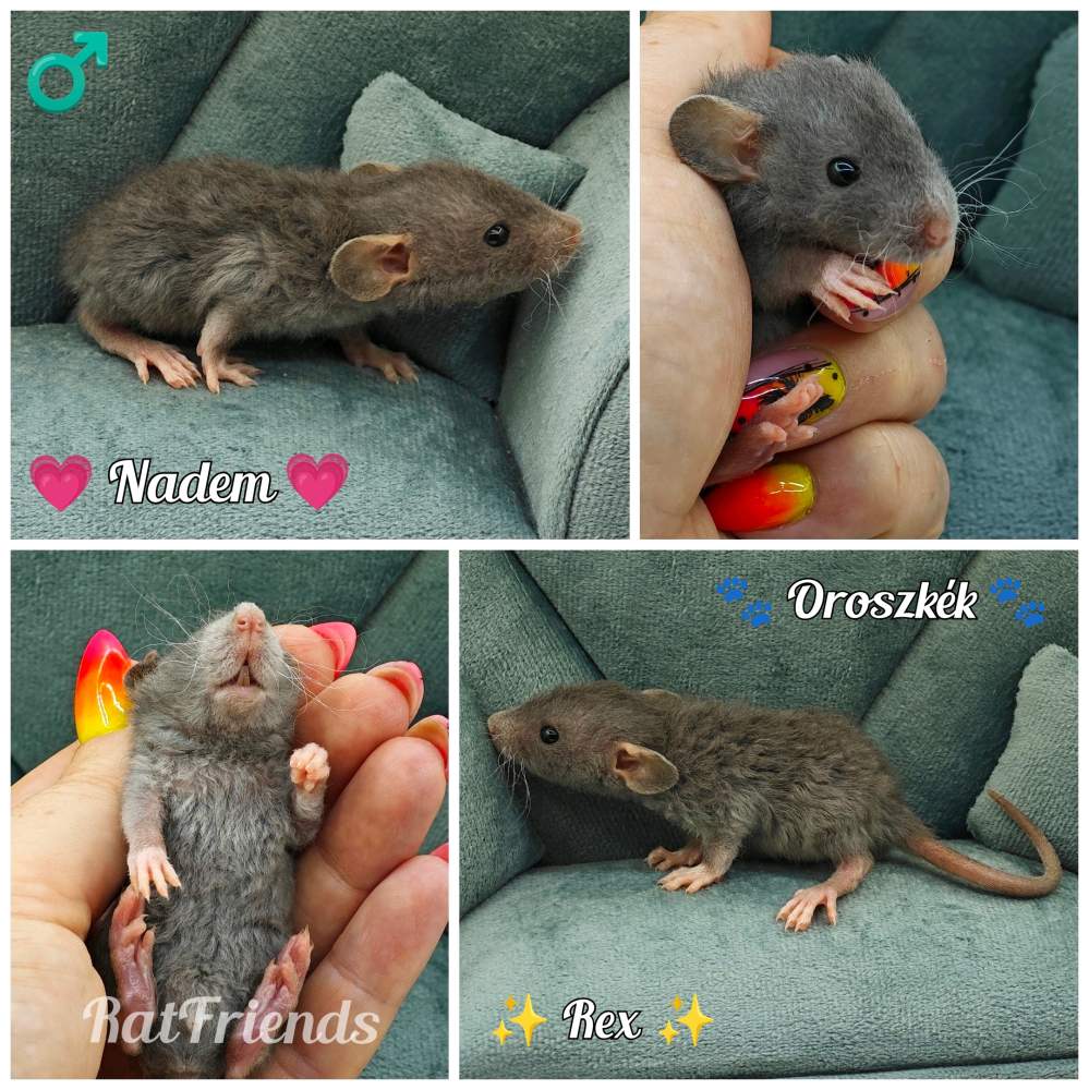 Fancy rat Available for rehoming Rattus norvegicus 