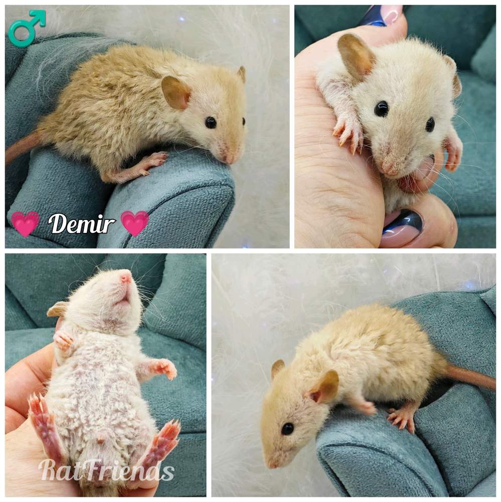 Fancy rat Owned by other Rattus norvegicus 