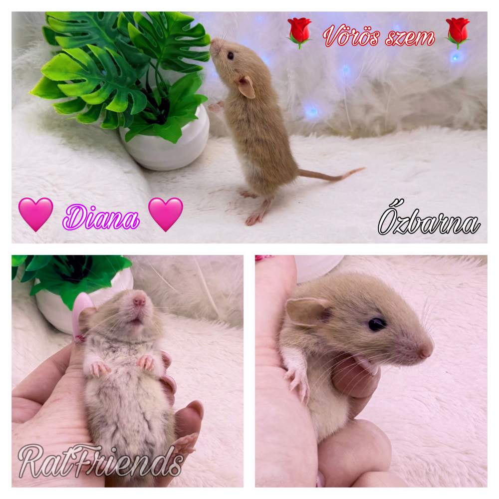 Fancy rat Available for rehoming Rattus norvegicus 