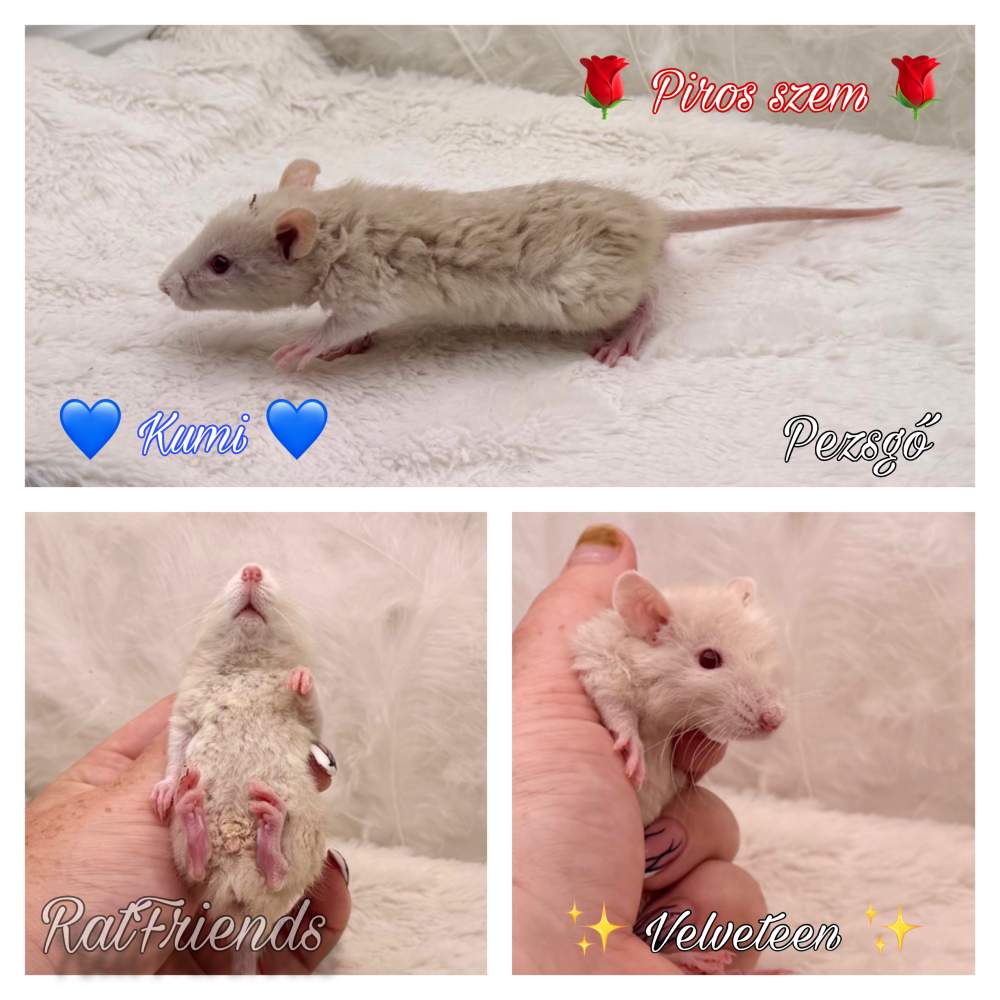 Fancy rat Available for rehoming Rattus norvegicus 