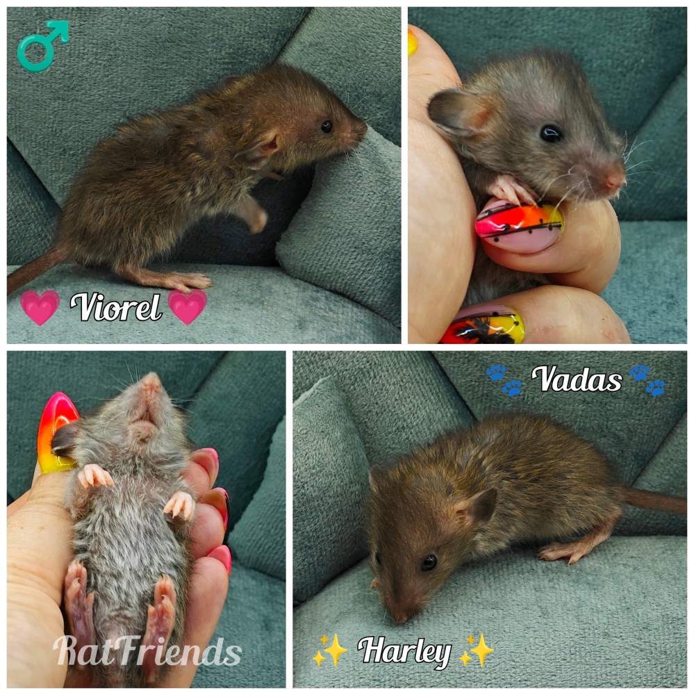 Fancy rat Pet only Rattus norvegicus 
