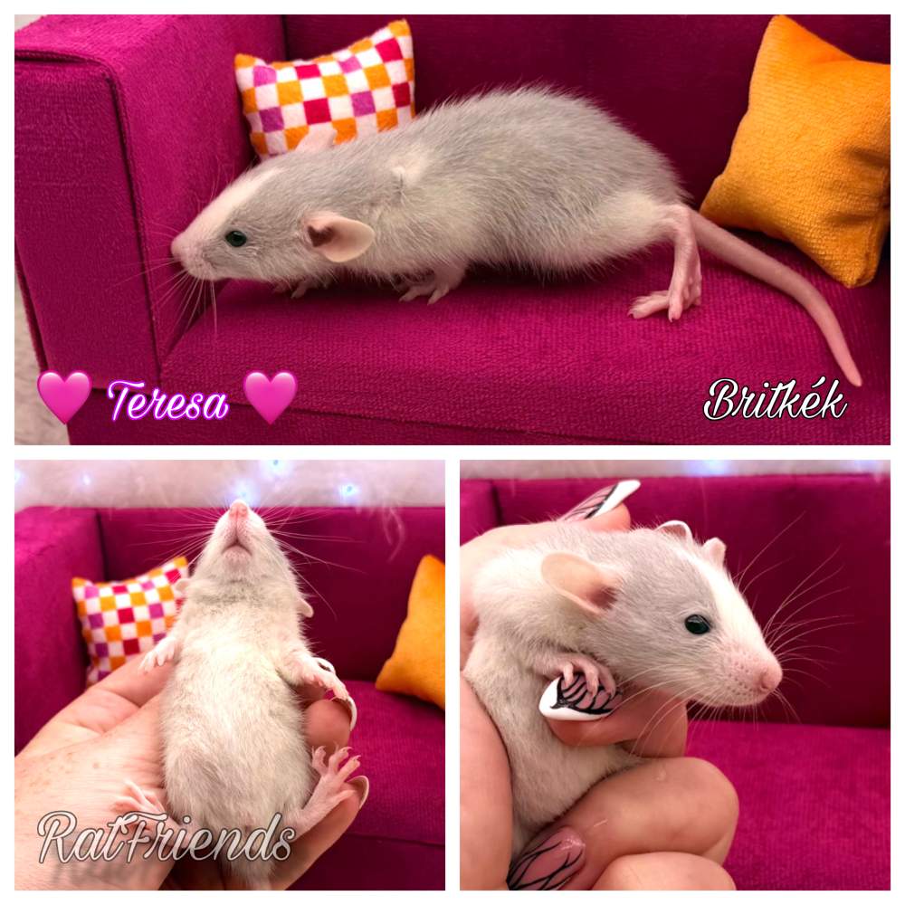 Fancy rat Breeder Rattus norvegicus 