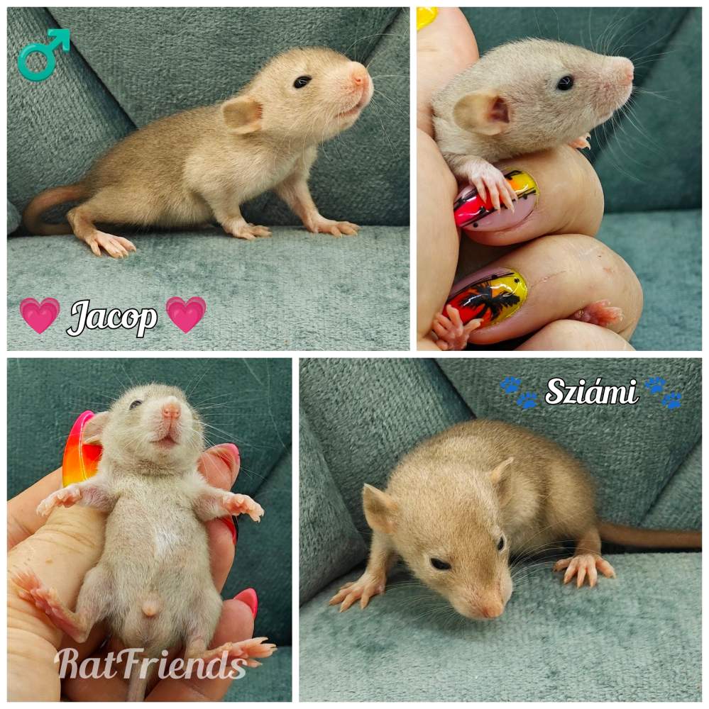 Fancy rat Breeder Rattus norvegicus 
