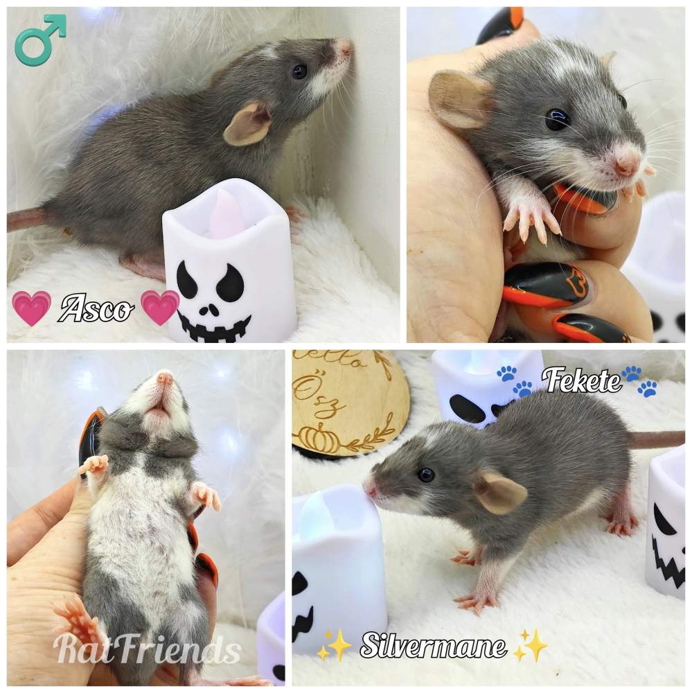 Fancy rat Owned by other Rattus norvegicus 