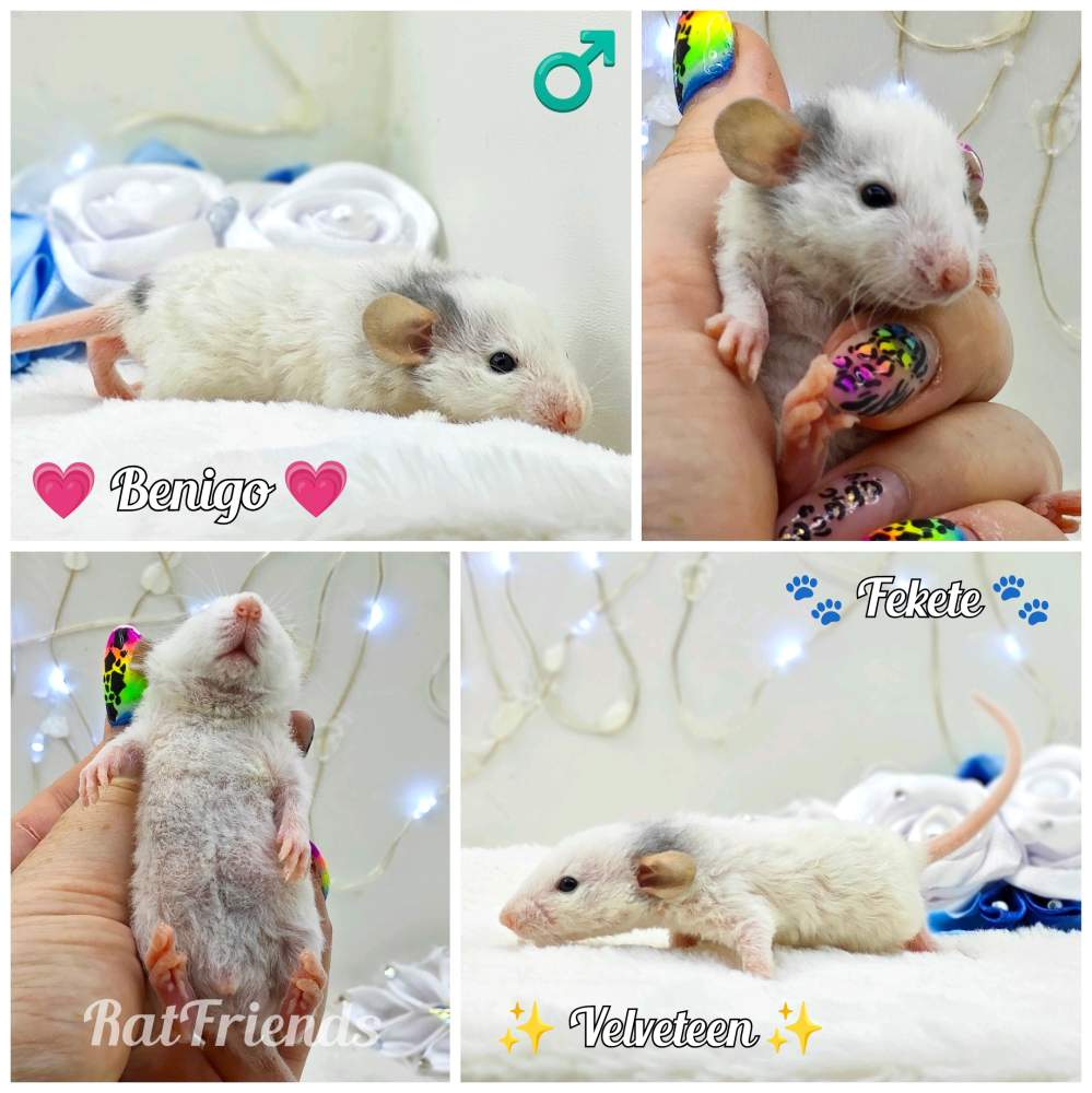 Fancy rat Owned by other Rattus norvegicus 
