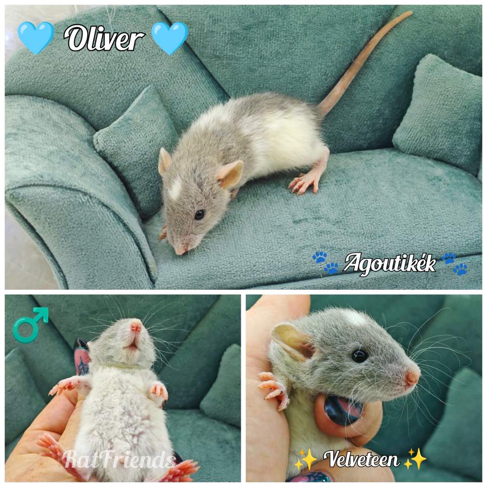 Fancy rat Available for rehoming Rattus norvegicus 