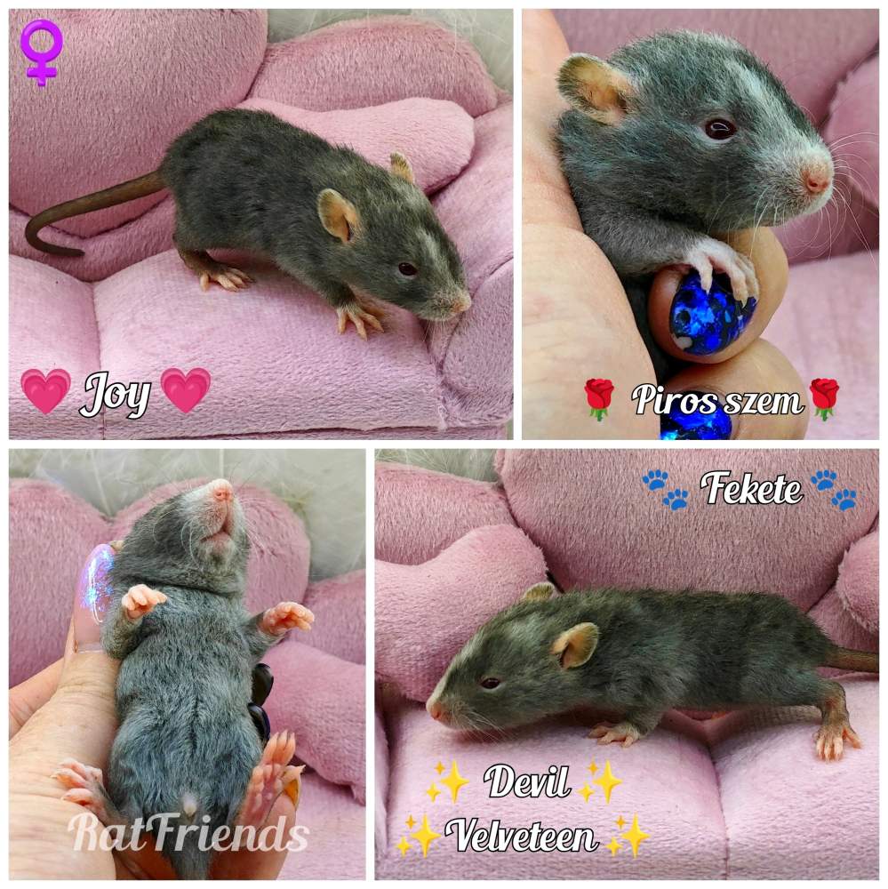 Fancy rat Available for rehoming Rattus norvegicus 