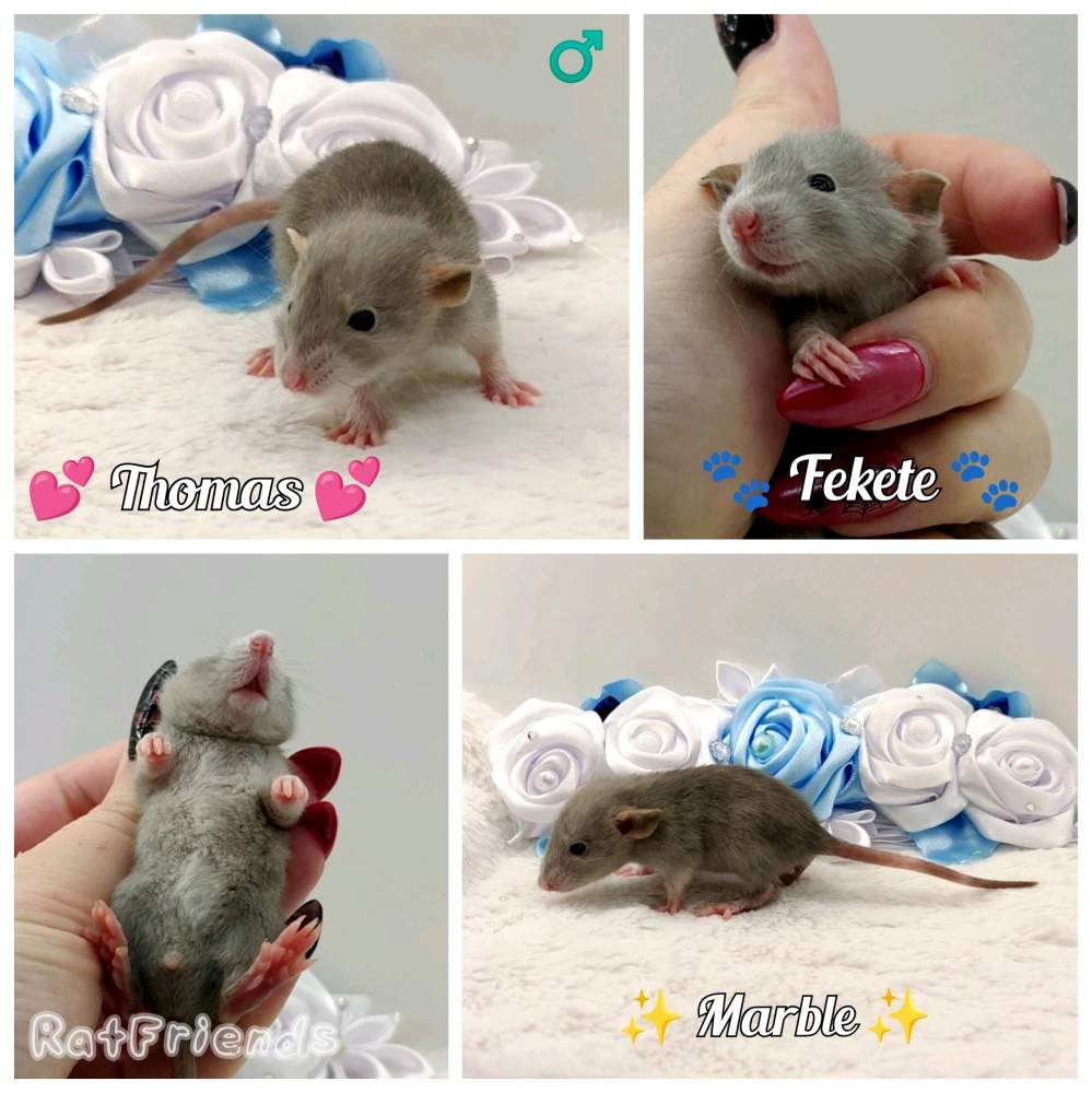 Fancy rat Breeder Rattus norvegicus 