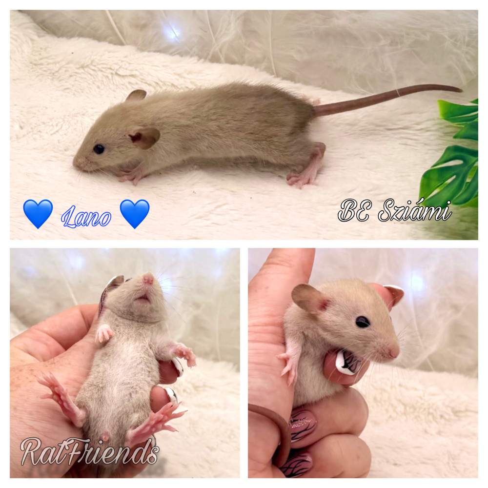 Fancy rat Available for rehoming Rattus norvegicus 