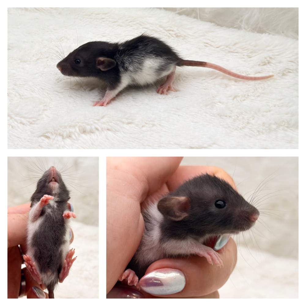 Fancy rat Breeder Rattus norvegicus 