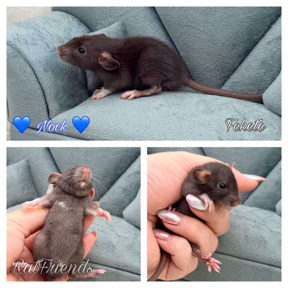 Fancy rat Available for rehoming Rattus norvegicus 