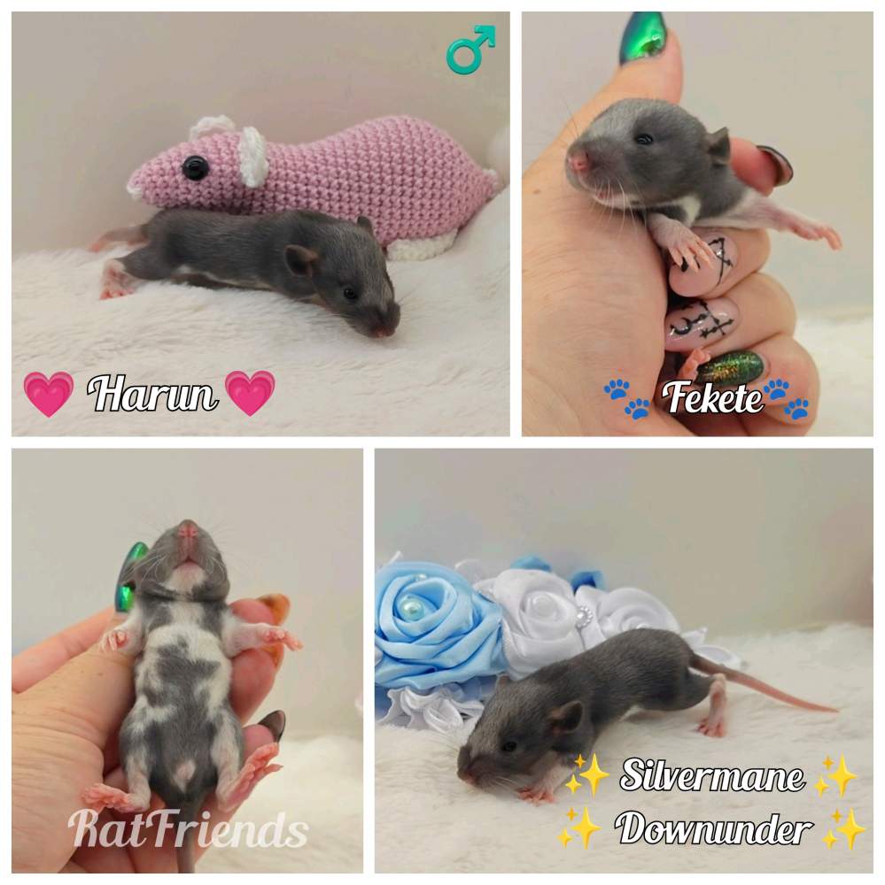 Fancy rat Owned by other Rattus norvegicus 