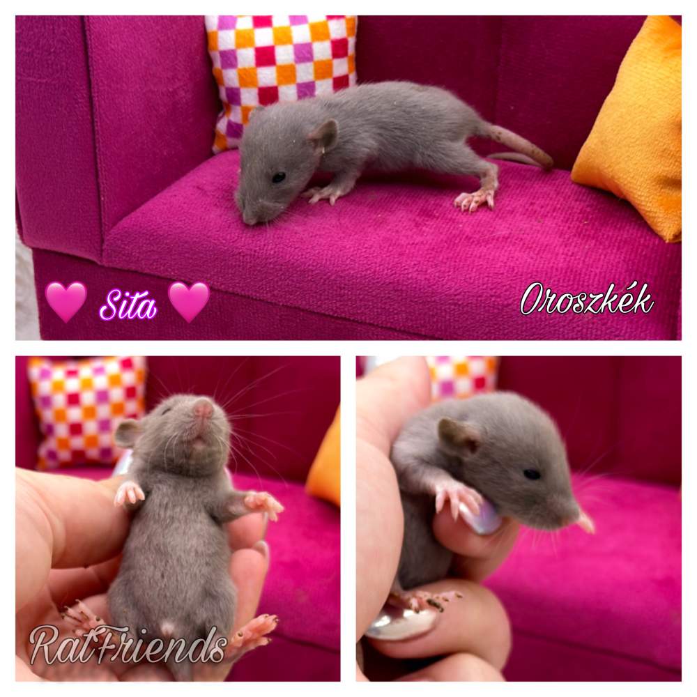 Fancy rat Breeder Rattus norvegicus 