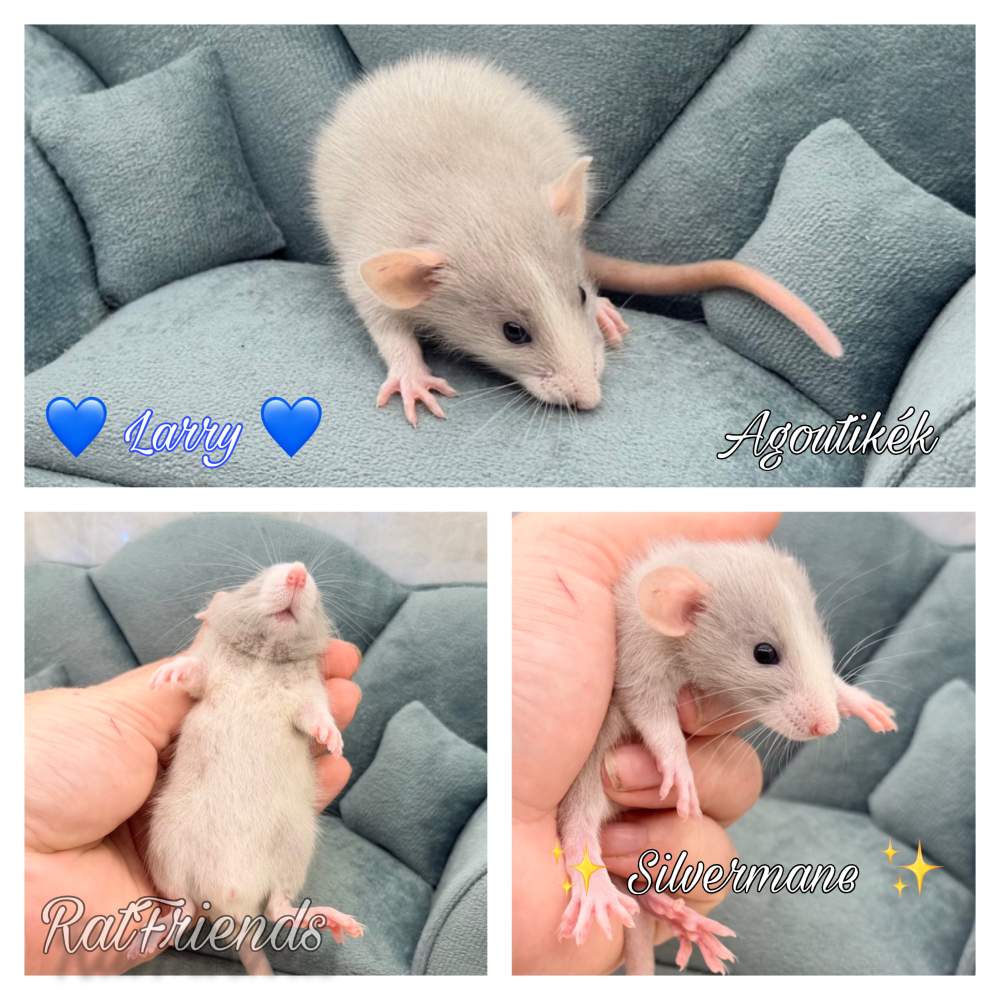 Fancy rat Breeder Rattus norvegicus 