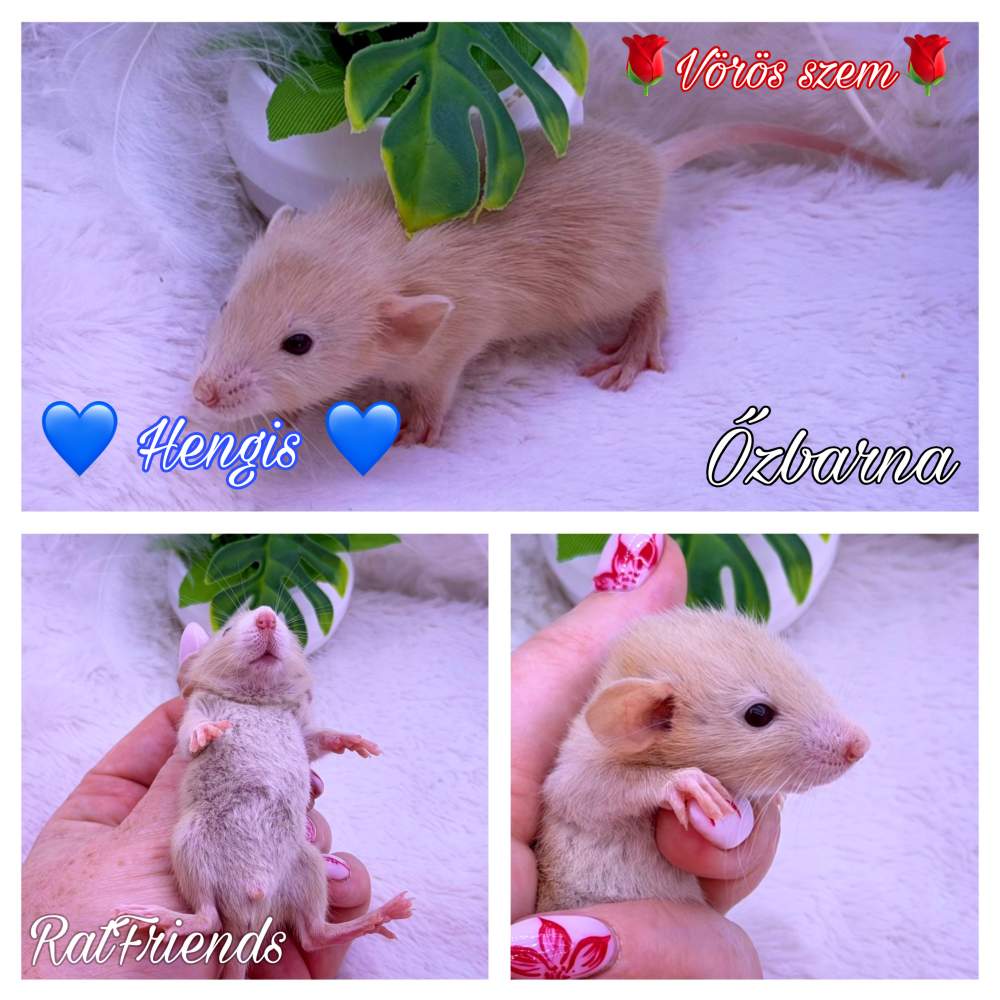 Fancy rat Available for rehoming Rattus norvegicus 