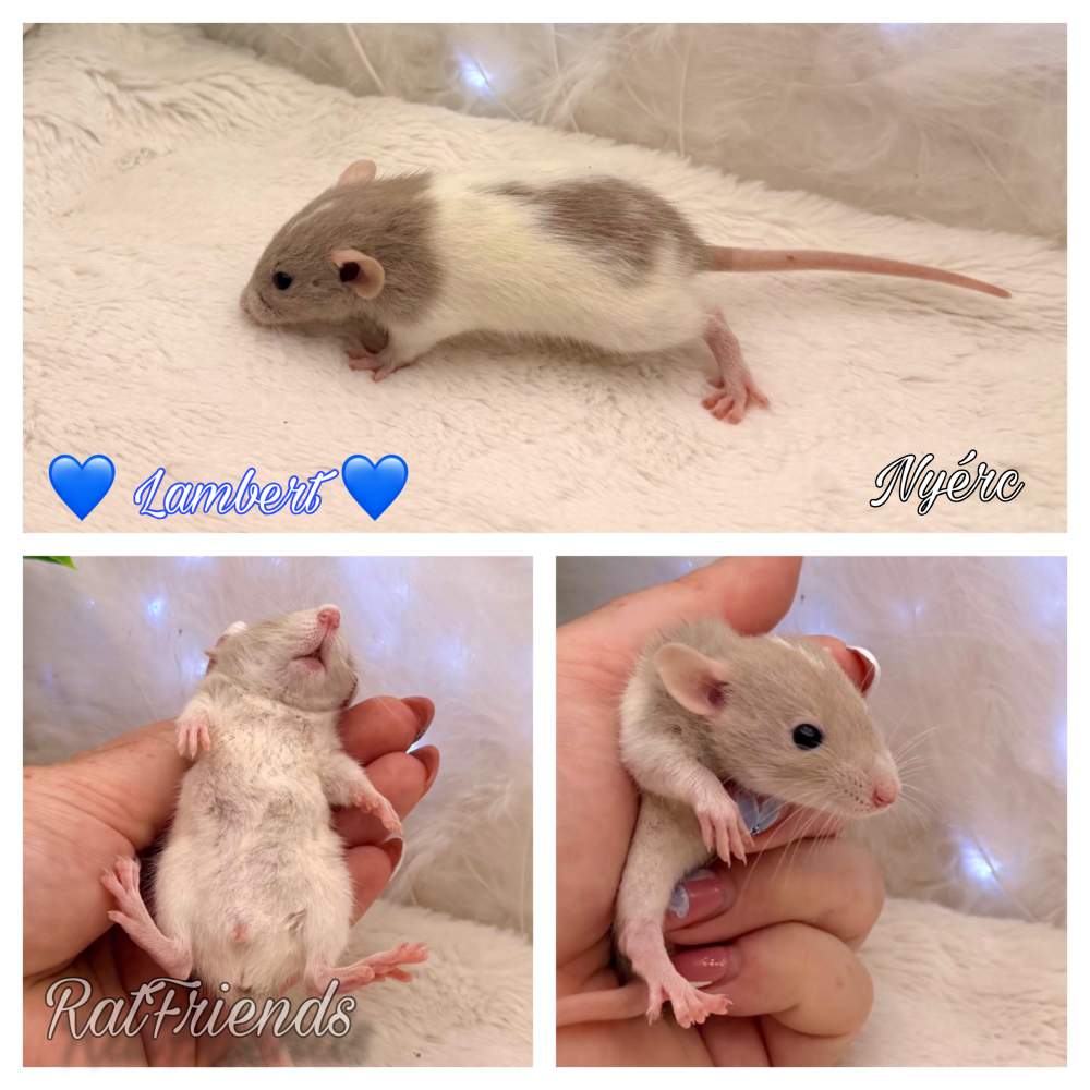 Fancy rat Available for rehoming Rattus norvegicus 