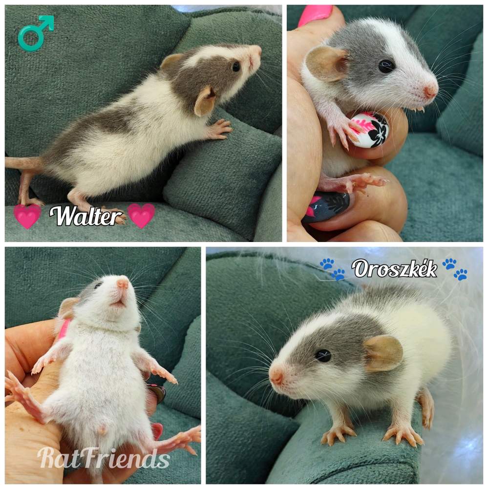 Fancy rat Rehomed Rattus norvegicus 