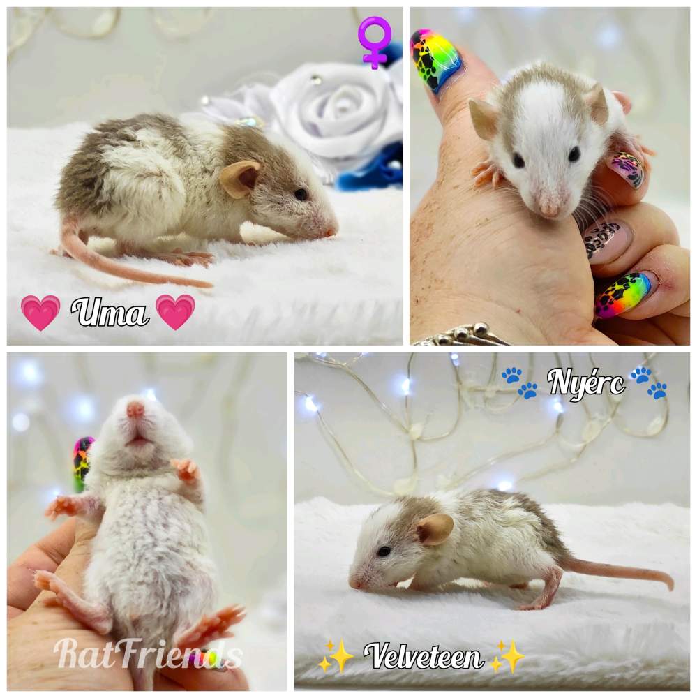 Fancy rat Owned by other Rattus norvegicus 