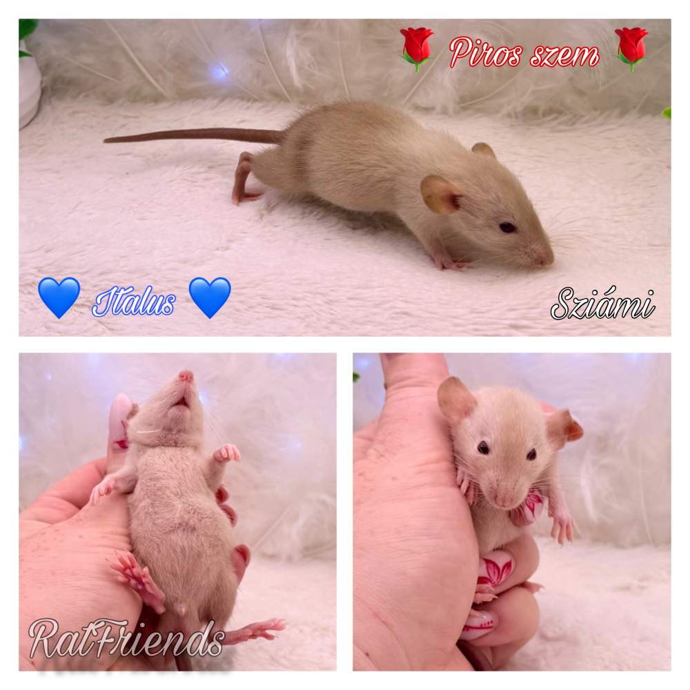 Fancy rat Breeder Rattus norvegicus 