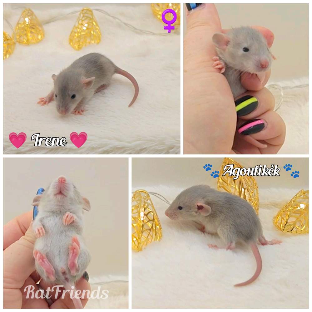 Fancy rat Owned by other Rattus norvegicus 