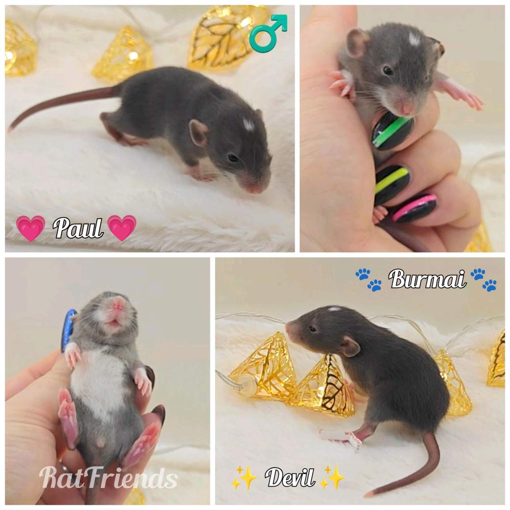 Fancy rat Owned by other Rattus norvegicus 