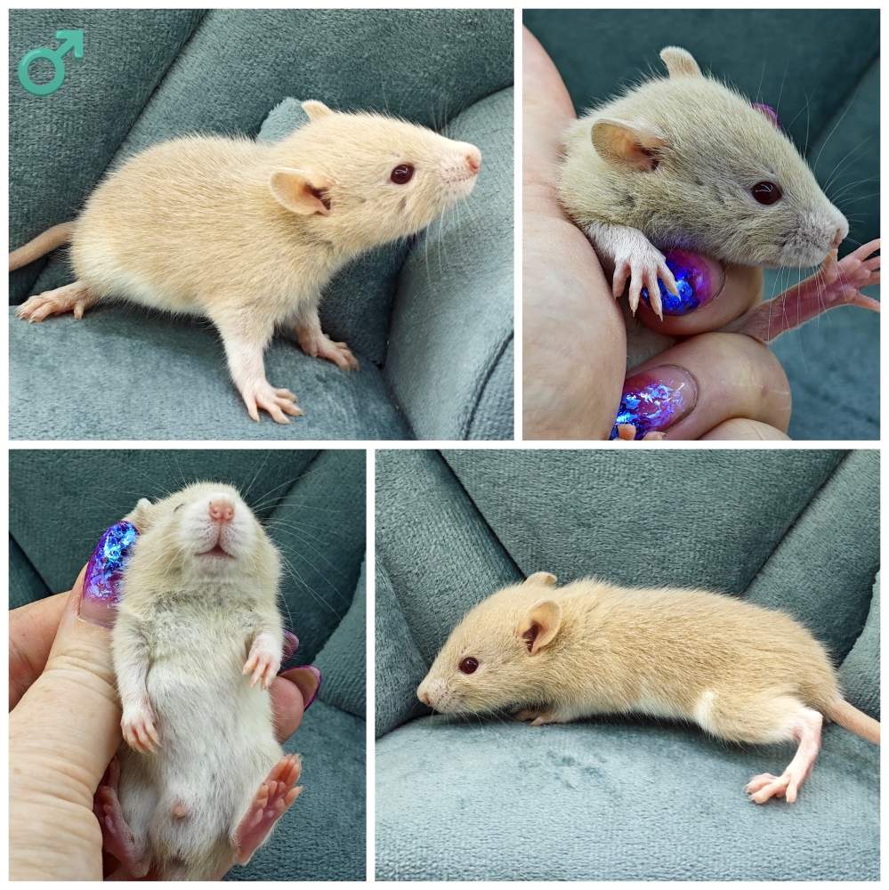 Fancy rat Breeder Rattus norvegicus 
