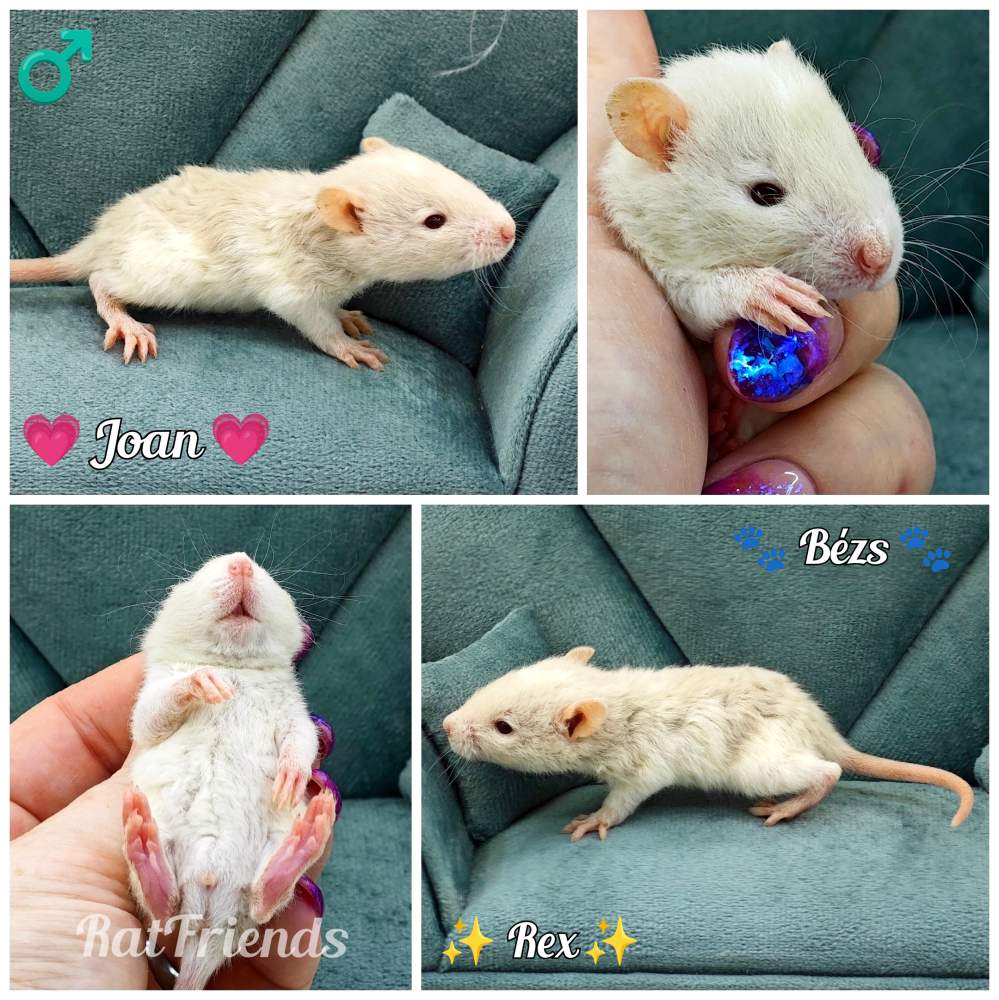 Fancy rat Owned by other Rattus norvegicus 