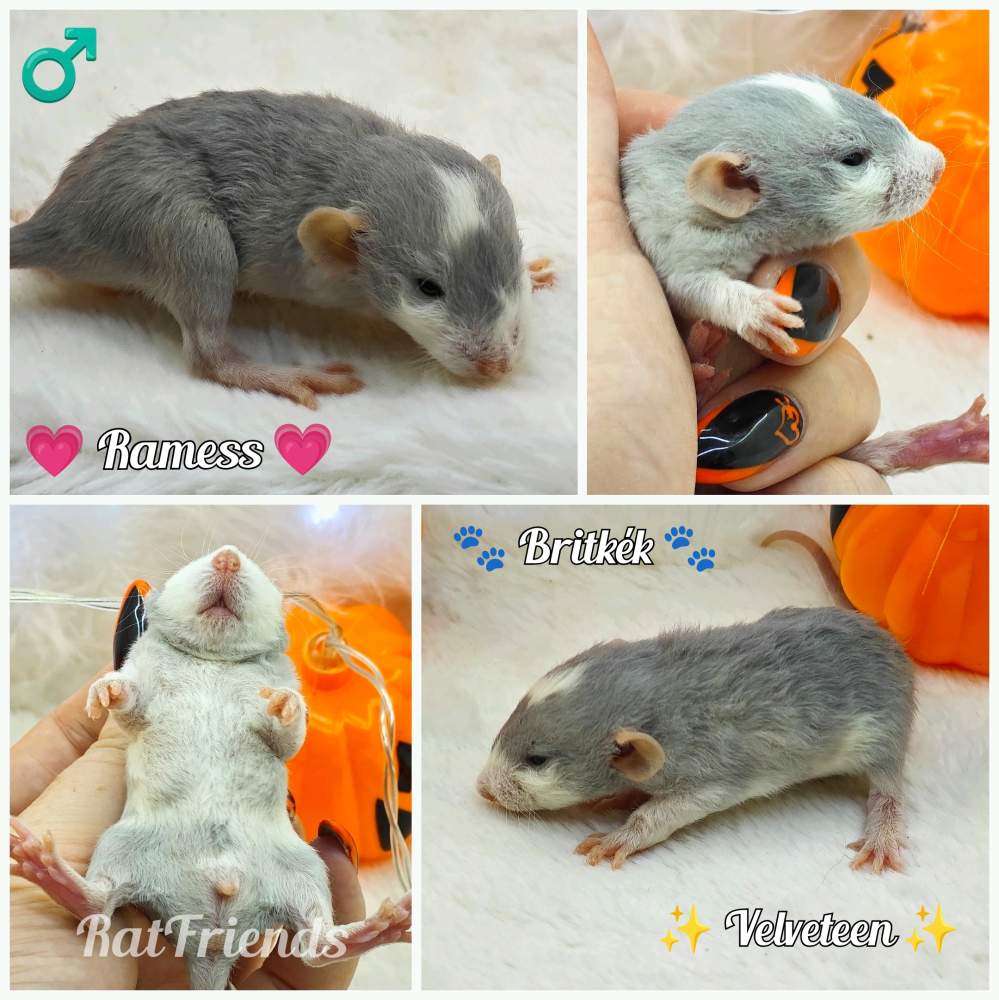 Fancy rat Owned by other Rattus norvegicus 