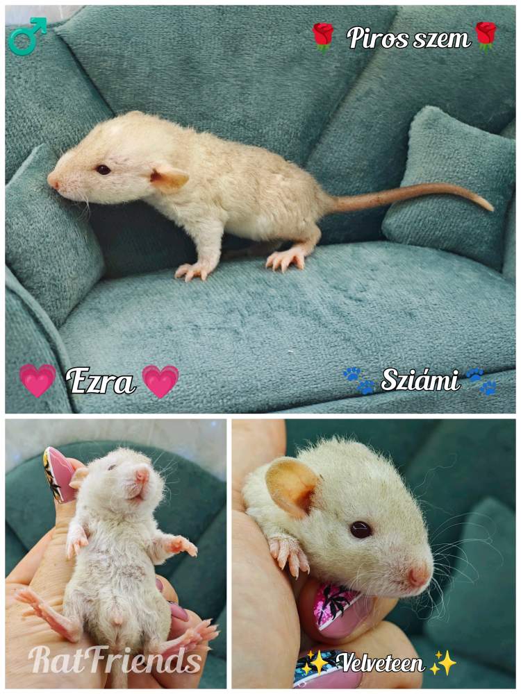 Fancy rat Available for rehoming Rattus norvegicus 